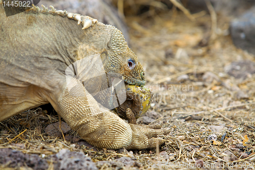 Image of Galapagos land iguana