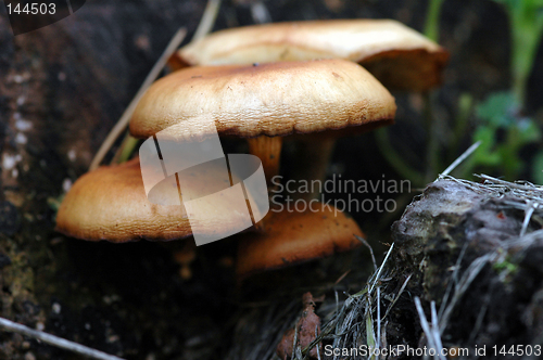 Image of Mushroom