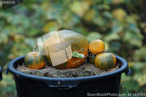 Image of Pumpkins