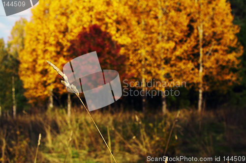 Image of Autumn landscape