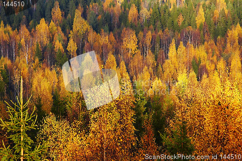 Image of Autumn forest