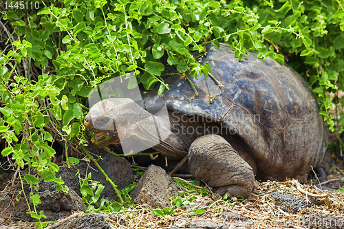 Image of A Galapagos tortoise