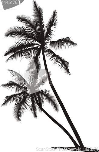 Image of Palm