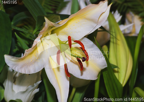 Image of White lilly