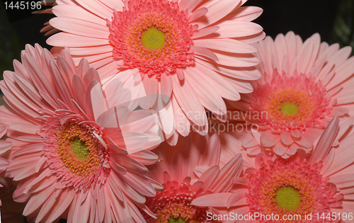 Image of chrysanthemum