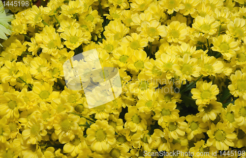 Image of chrysanthemum