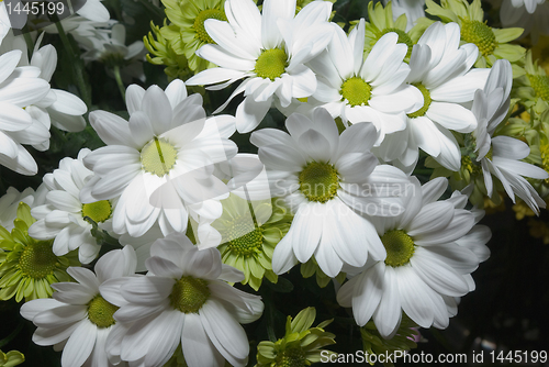 Image of chrysanthemum