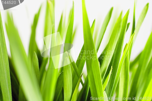 Image of Barley seedlings