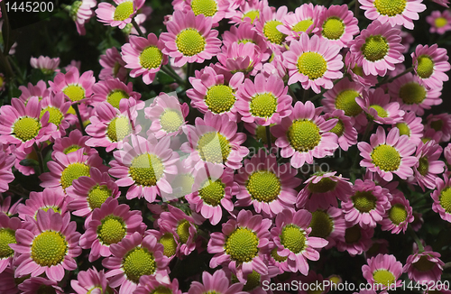 Image of chrysanthemum