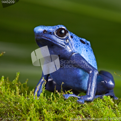 Image of blue poison dart frog