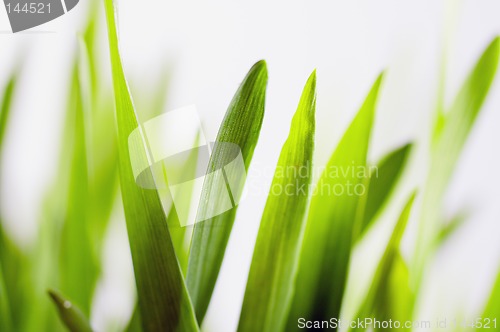 Image of Barley seedlings