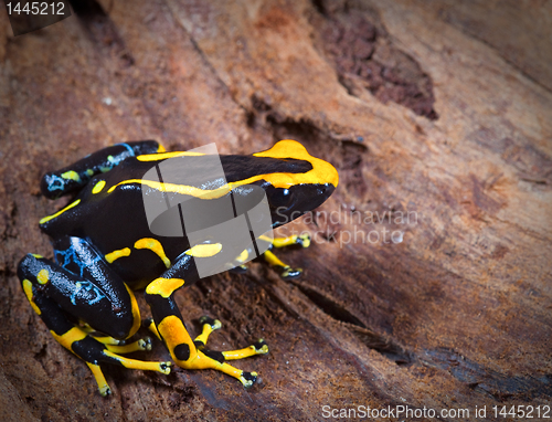 Image of orange and black poison dart frog