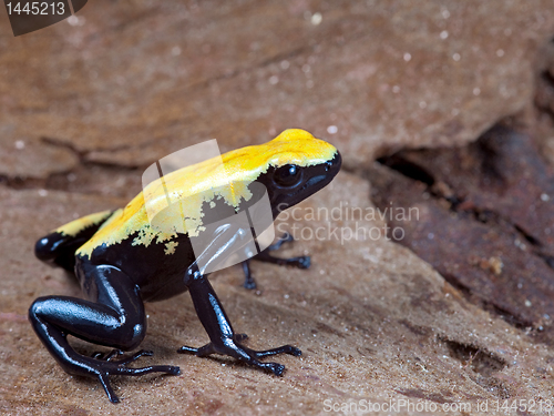 Image of yellow and black poison dart frog