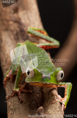 Image of frog with big eyes