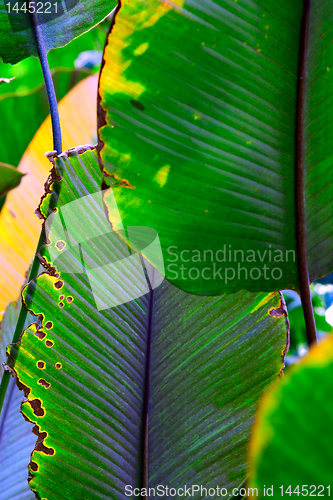 Image of tropical banana leaf detail green texture background