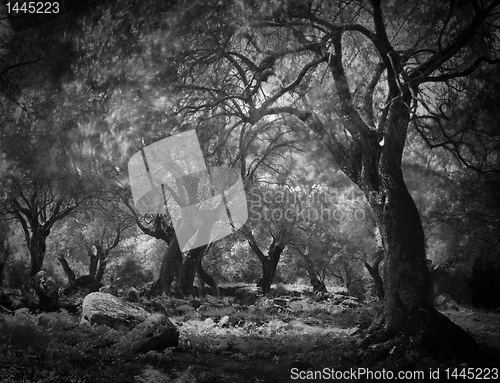 Image of mysterious dark forest