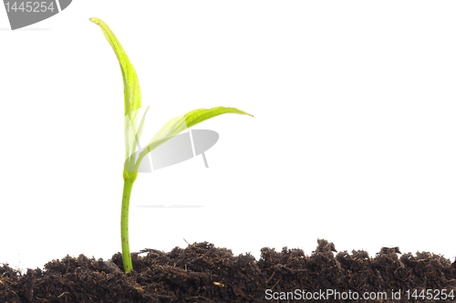 Image of young plant on white