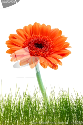 Image of isolated flower background