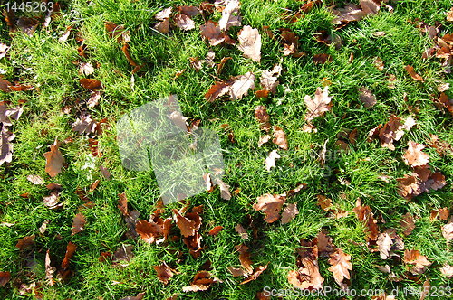 Image of grass texture with leaves in autumn