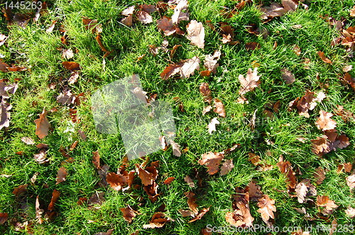 Image of grass texture with leaves in autumn