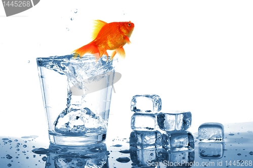 Image of goldfish in glass water
