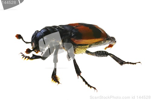 Image of Bug