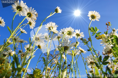 Image of daisy flower under blue sky