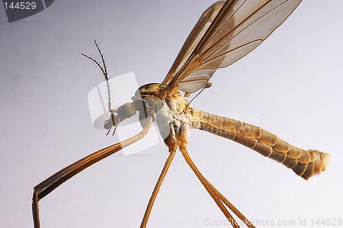 Image of Crane fly