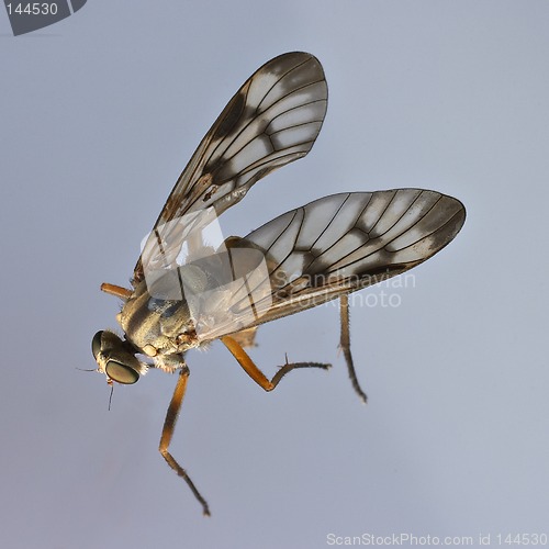 Image of Fly