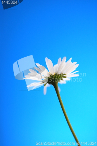 Image of daisy from beliw in summer under blue sky