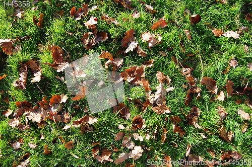 Image of grass texture with leaves in autumn