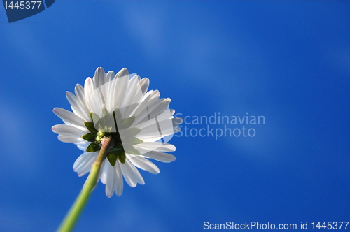 Image of daisy under blue sky