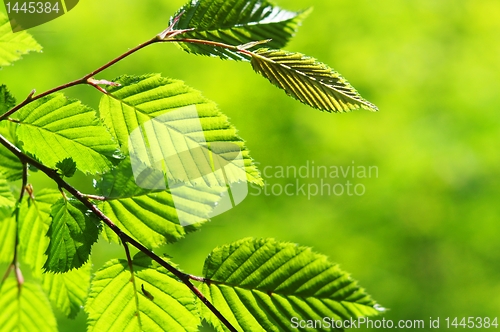 Image of leaves