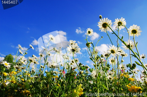 Image of daisy flowers in summer