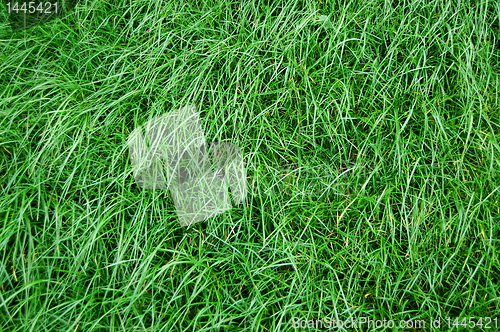 Image of grass texture