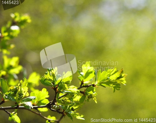 Image of green spring leaves