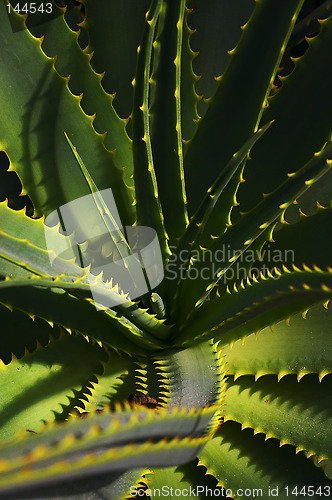 Image of cactus