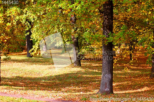 Image of forest and garden with golden leaves at fall