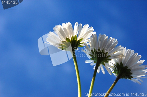 Image of daisy under blue sky