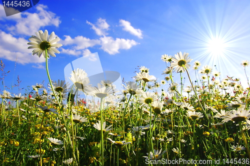 Image of daisy flower from below with blue sky