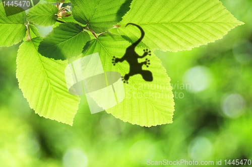 Image of tropical background