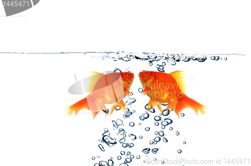 Image of goldfish