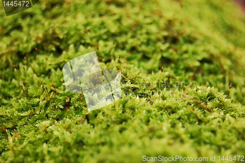 Image of green dosh in the forrest