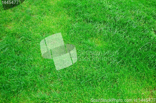 Image of grass texture