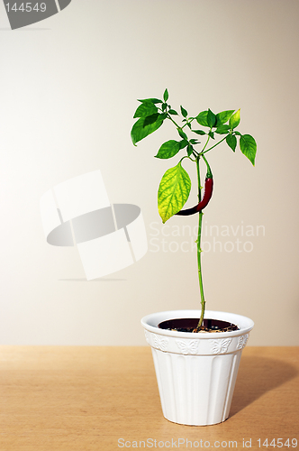 Image of Chili plant