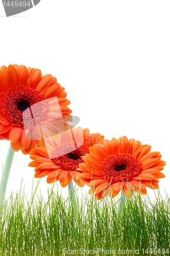 Image of isolated flower background
