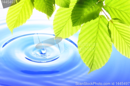 Image of green leaf and water drop