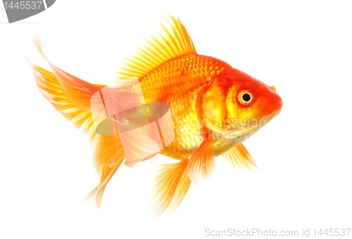 Image of goldfish