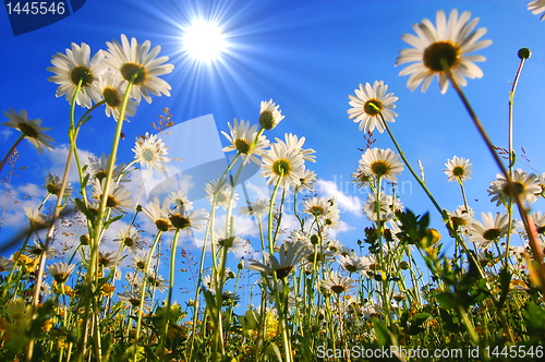 Image of daisy flower from below with blue sky