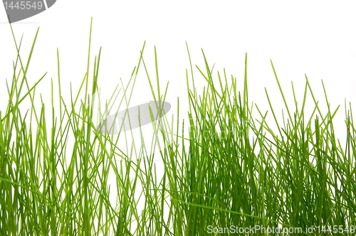 Image of grass